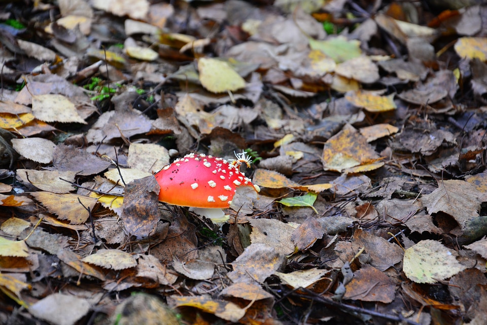 Nature fly agaric mushroom picking