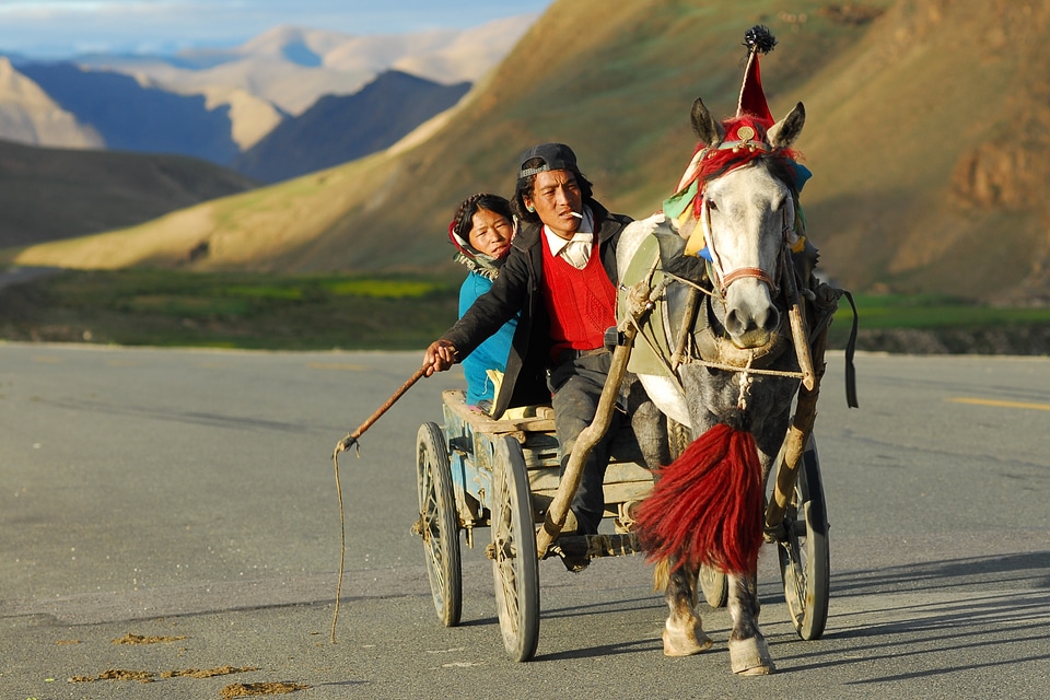 Coach horse drawn carriage horse