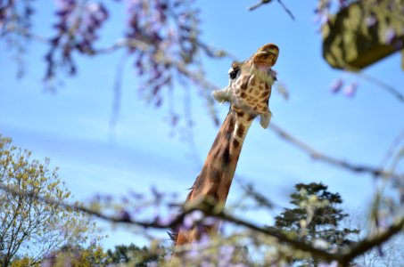 Tête en l'air