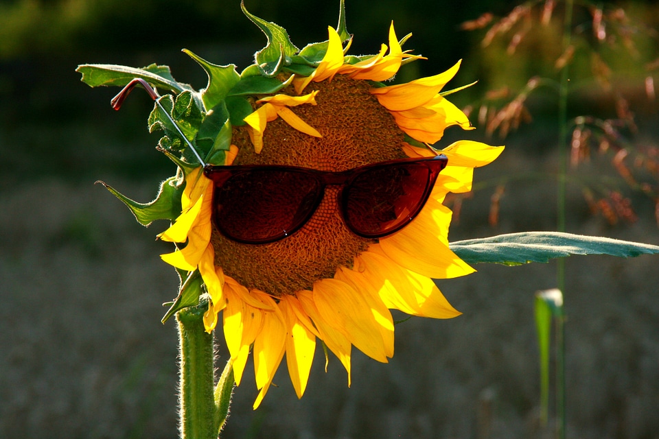 Sunflower sunglasses yellow