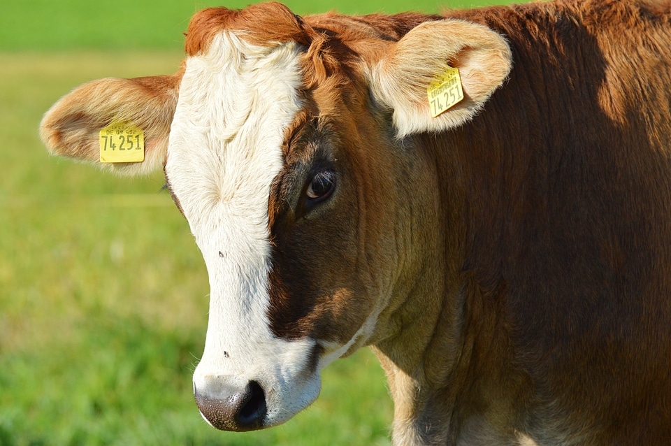 Cute ruminant meadow