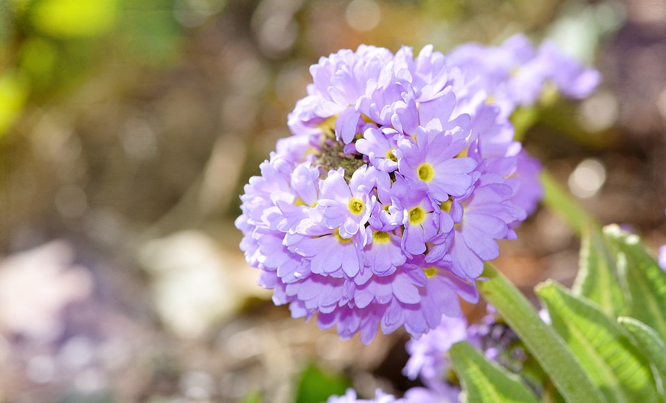 Spring flower plant drumstick