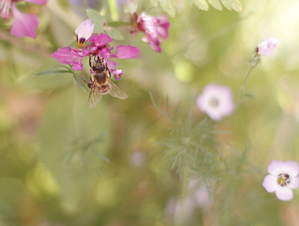 Macro pollen sprinkle