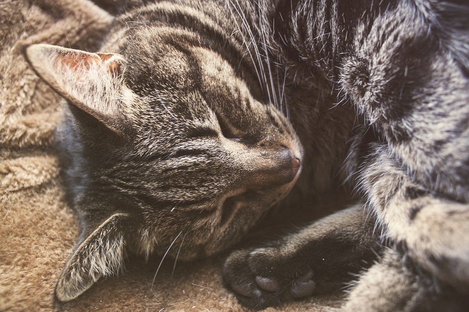 Feline animal domesticated