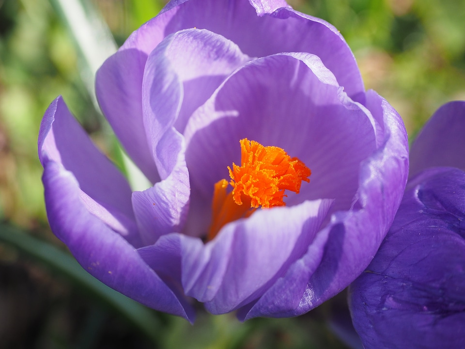 Spring bühen violet