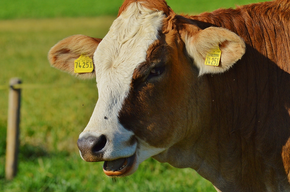 Cute ruminant meadow