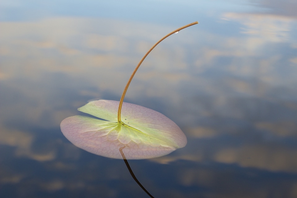 Lake lily minnesota