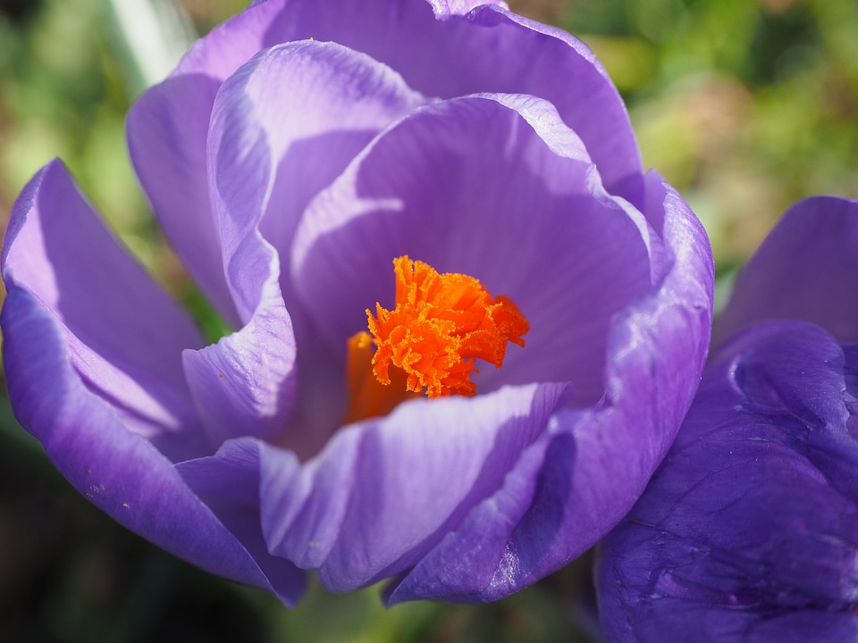 Stamp bühen violet photo