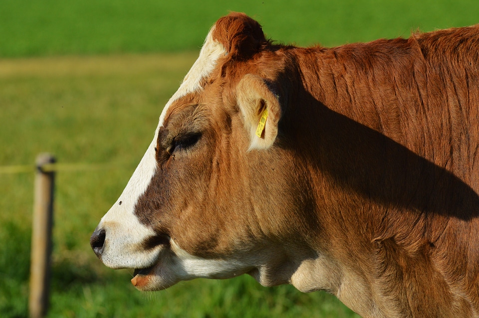 Cute ruminant meadow
