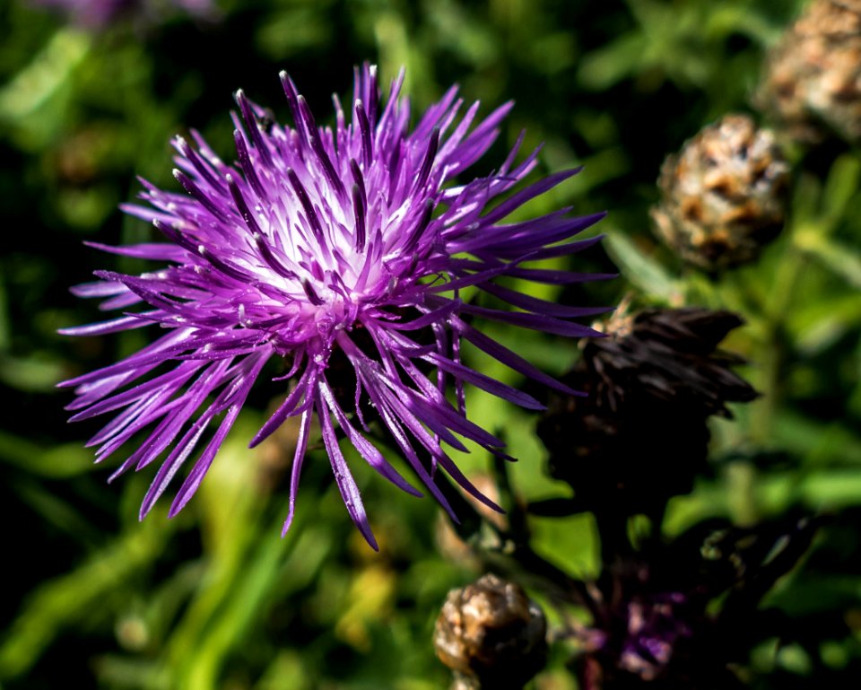 Wild flower, Rozenburg