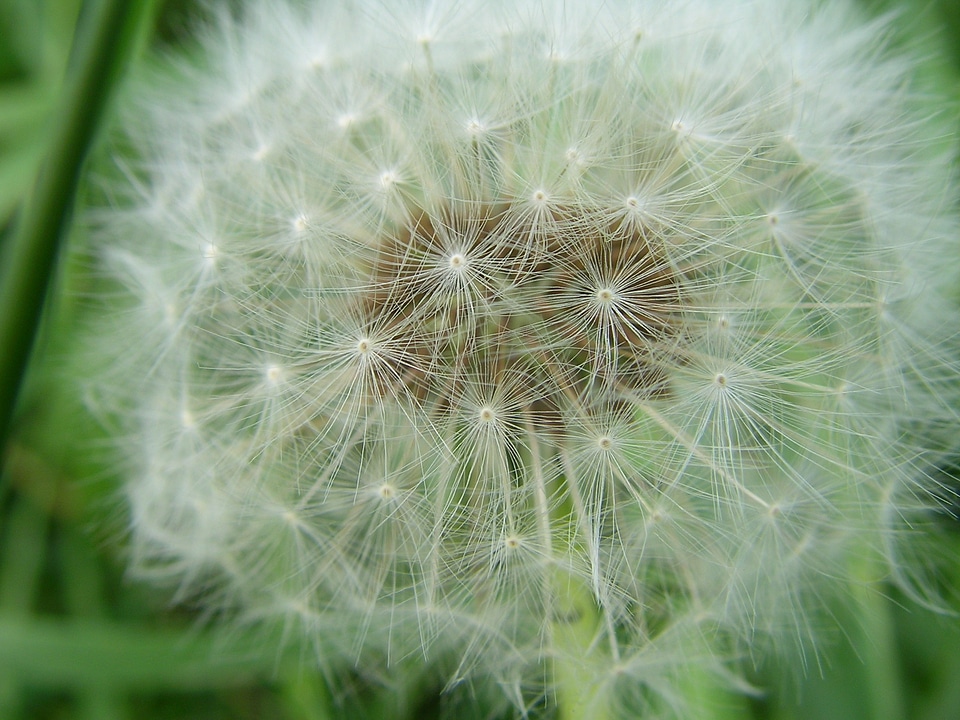 Flower dandelion Free photos