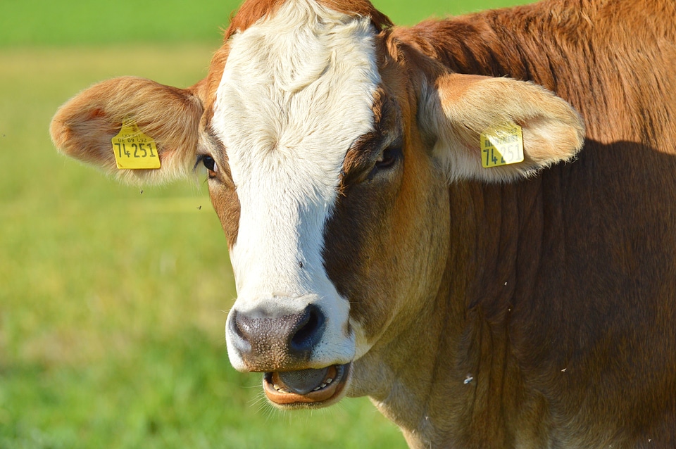 Cute ruminant meadow