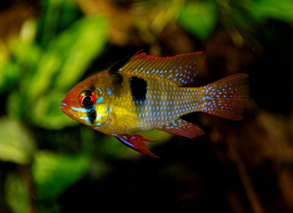 Mikrogeophagus ramirezi