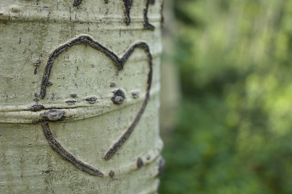 Bark carving colorado