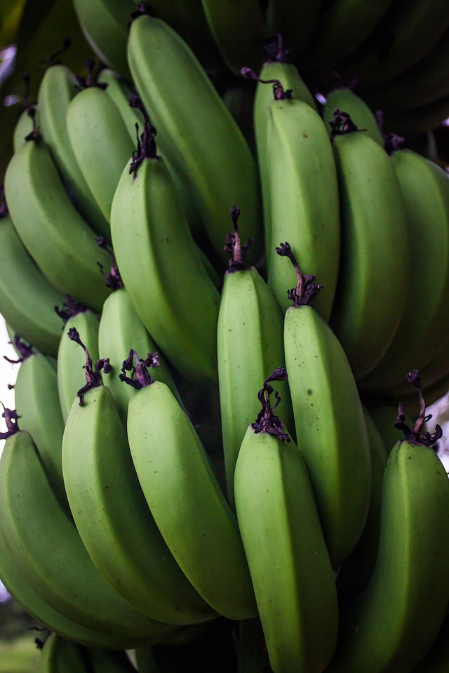 Food banana tree bunch of bananas