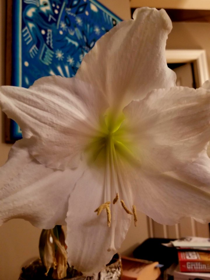 Day 012 amaryllis