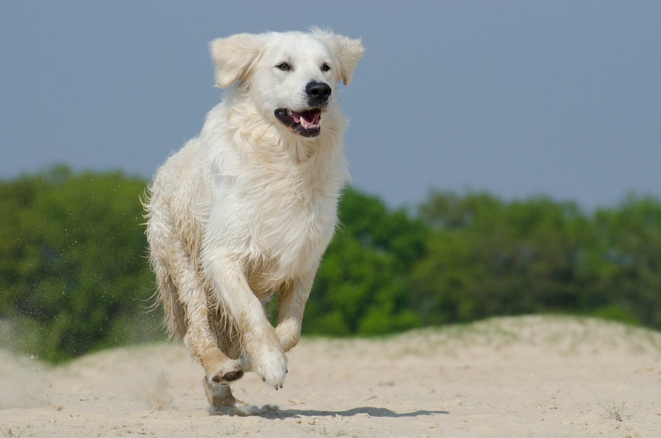 Fur sunny beach