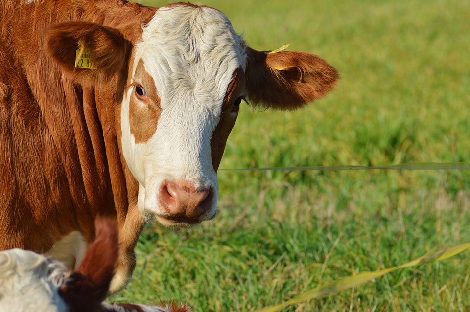 Cute ruminant meadow
