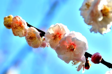 梅花