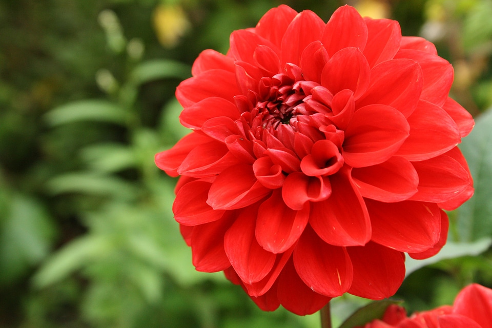 Red macro plant