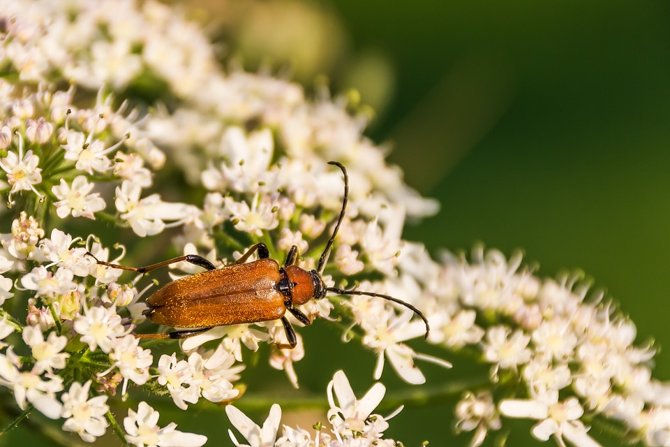 Insect close up stictoleptura rubra