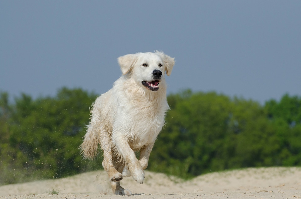Fur sunny beach