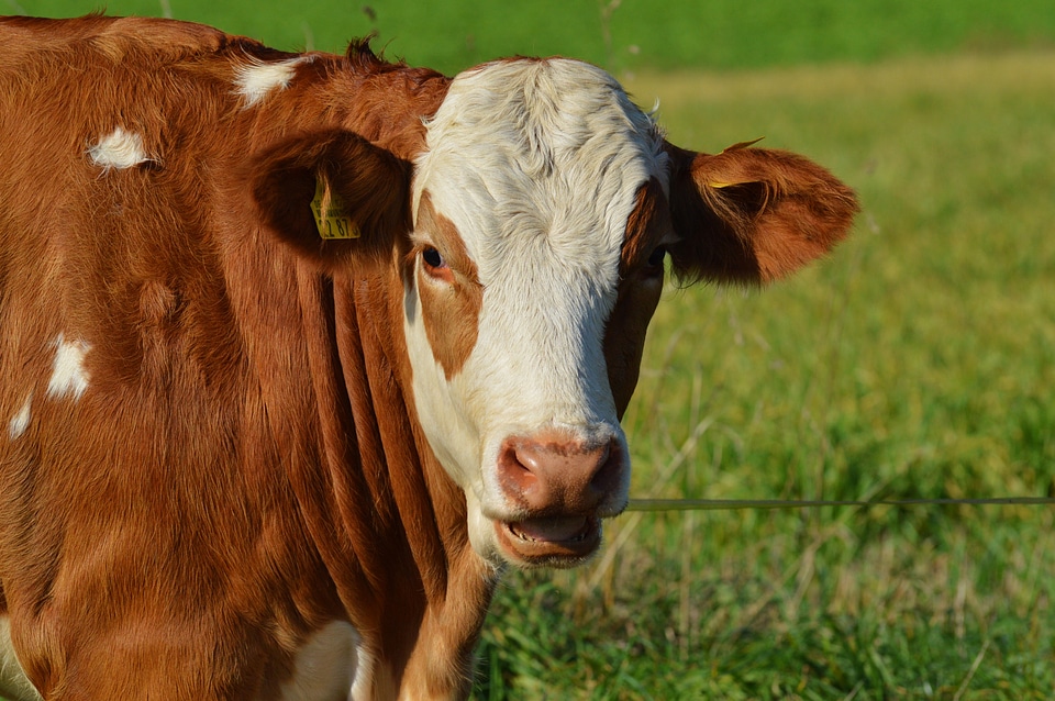 Cute ruminant meadow