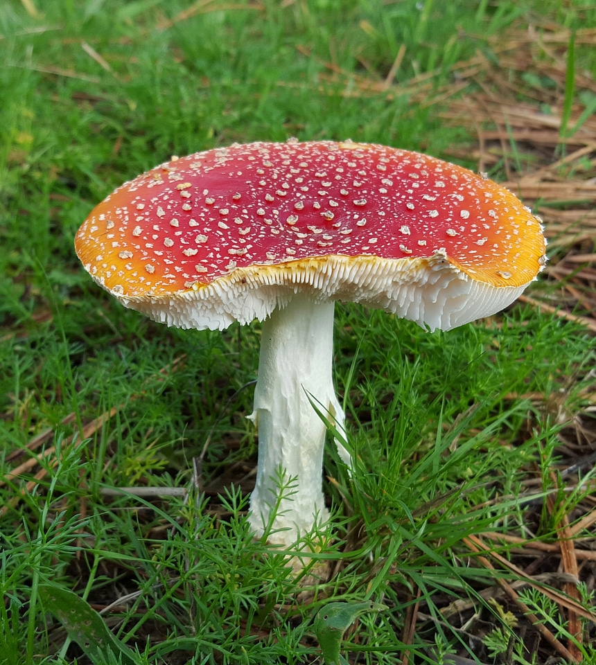 Amanita muscaria autumn wild