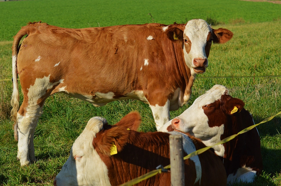 Cute ruminant meadow