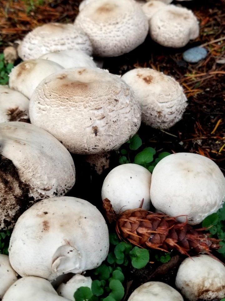 Day 331. Good year for mushrooms