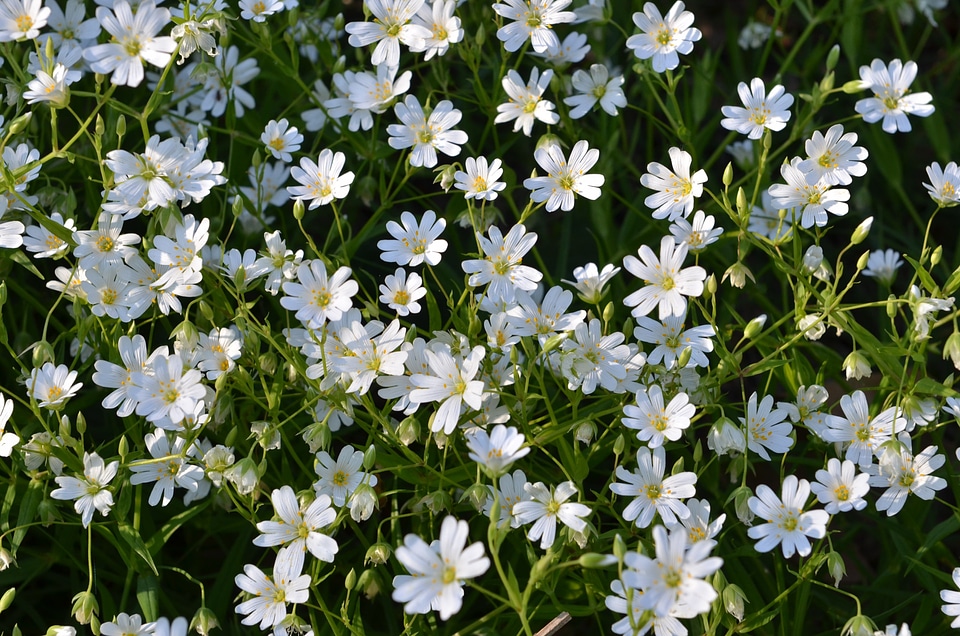 Flowers white stellar
