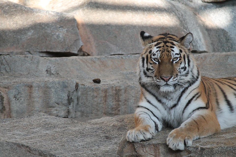 Animals dangerous graceful