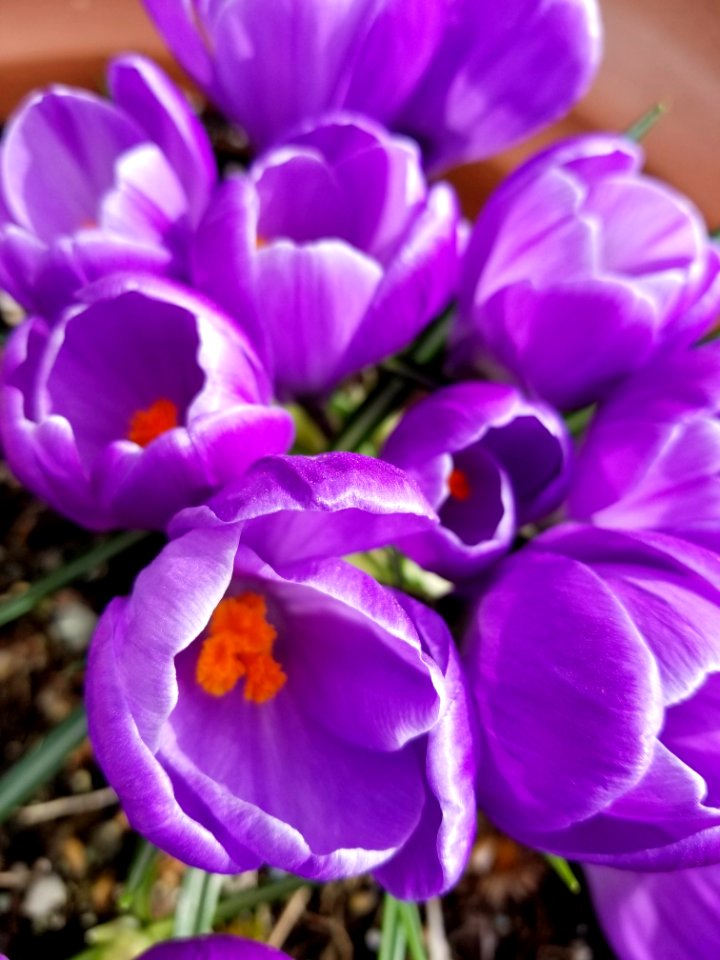 Day 076 spring crocus