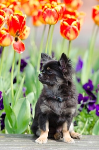 Spring summer flowers