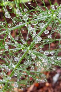 Swirling drops in fennel fronds