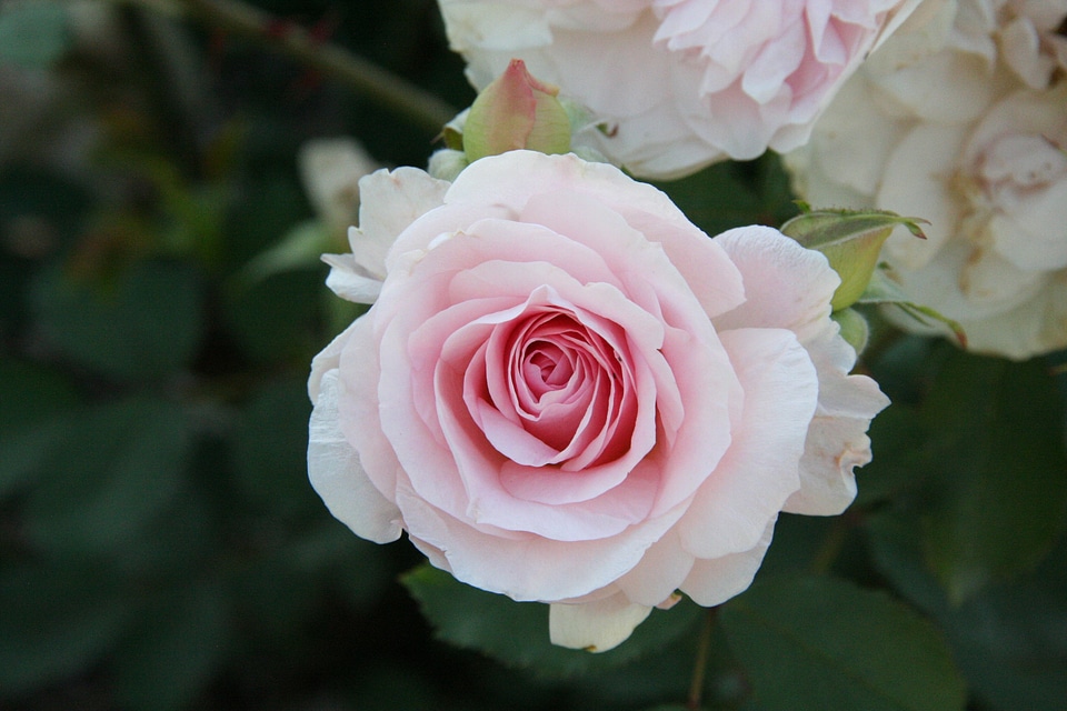 Nature floral petal