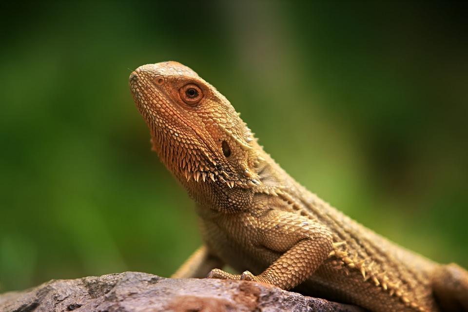 Animal animal world nature
