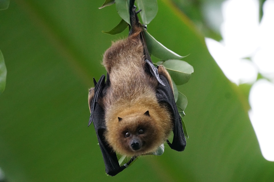 Flying dog rodrigues flying fox rainforest
