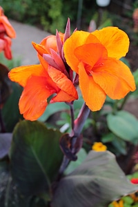 Garden flowers summer bright