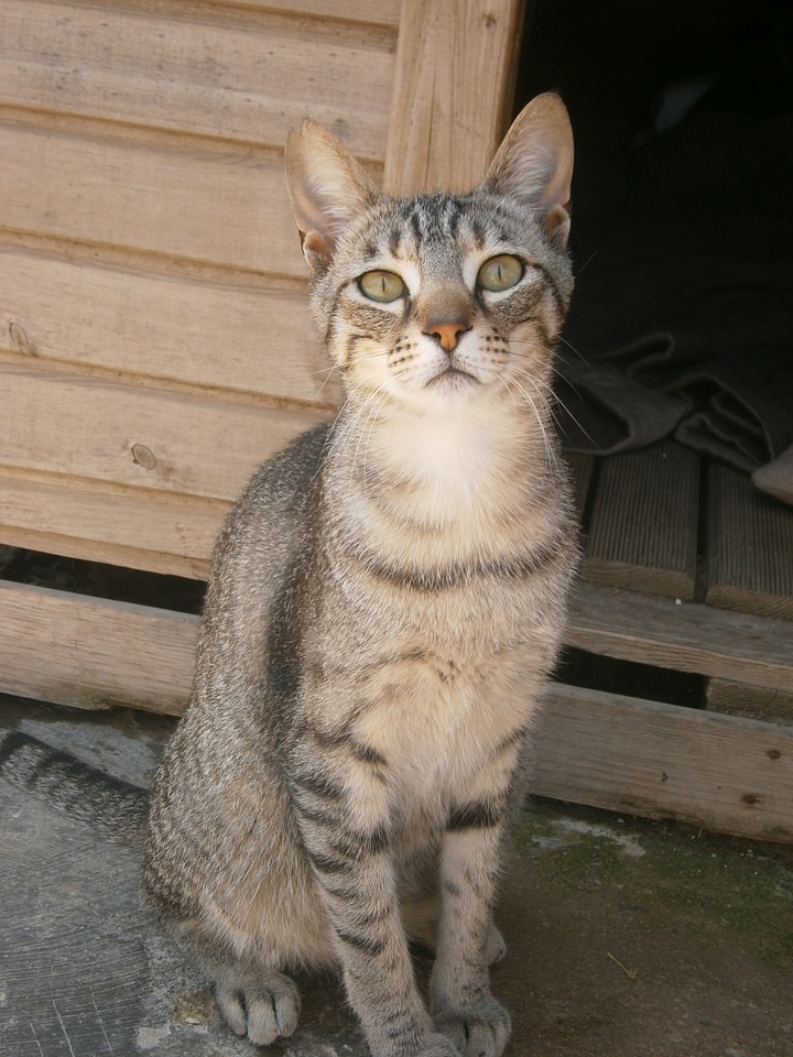 Pet internal animal shelter