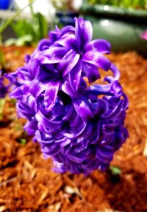 Day 103 hyacinth photo