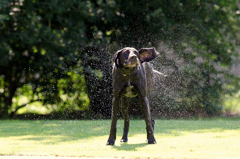 Schüttelnder dog german short hair hunting dog