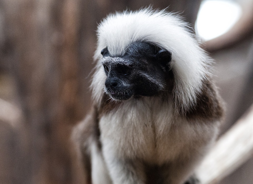 Cotton-headed tamarin primate animal