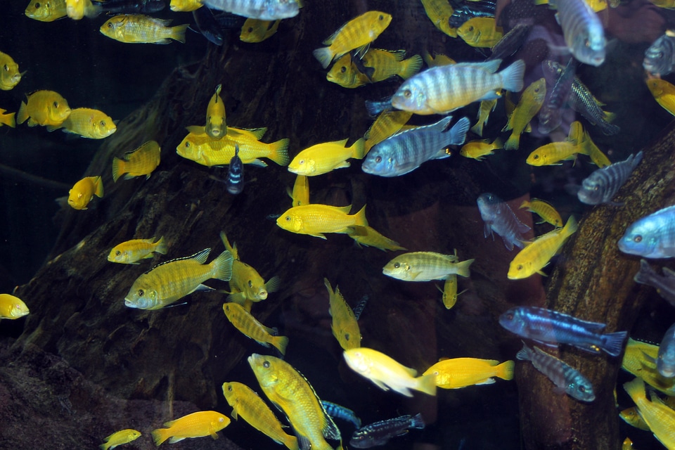 Underwater marine aquatic