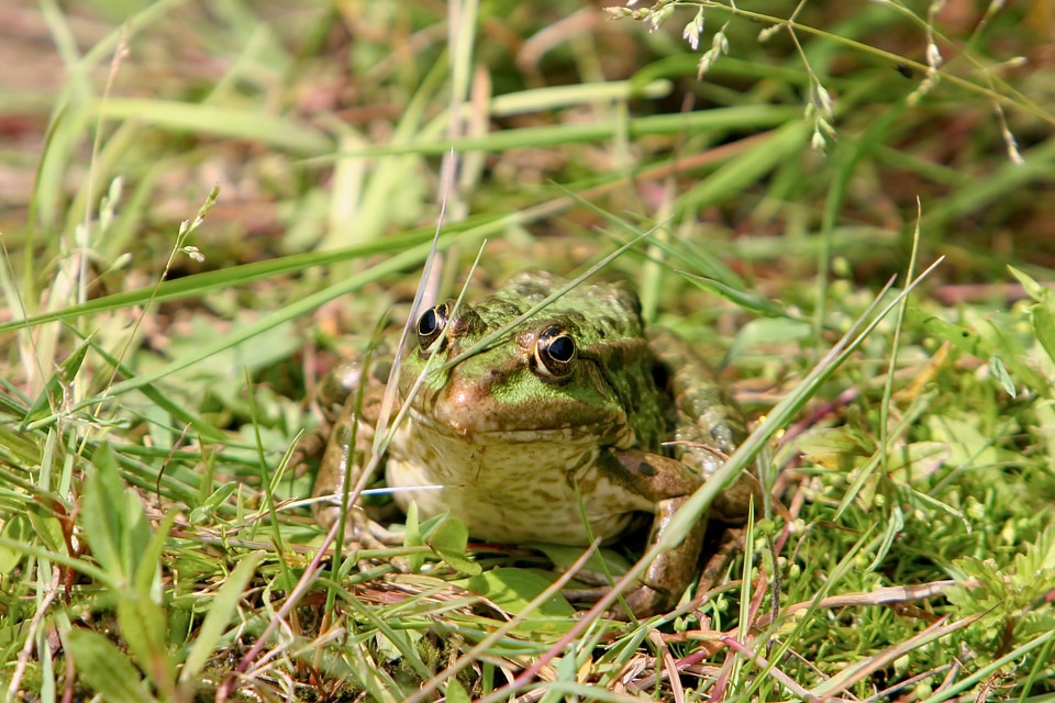 Amphibians nature animal