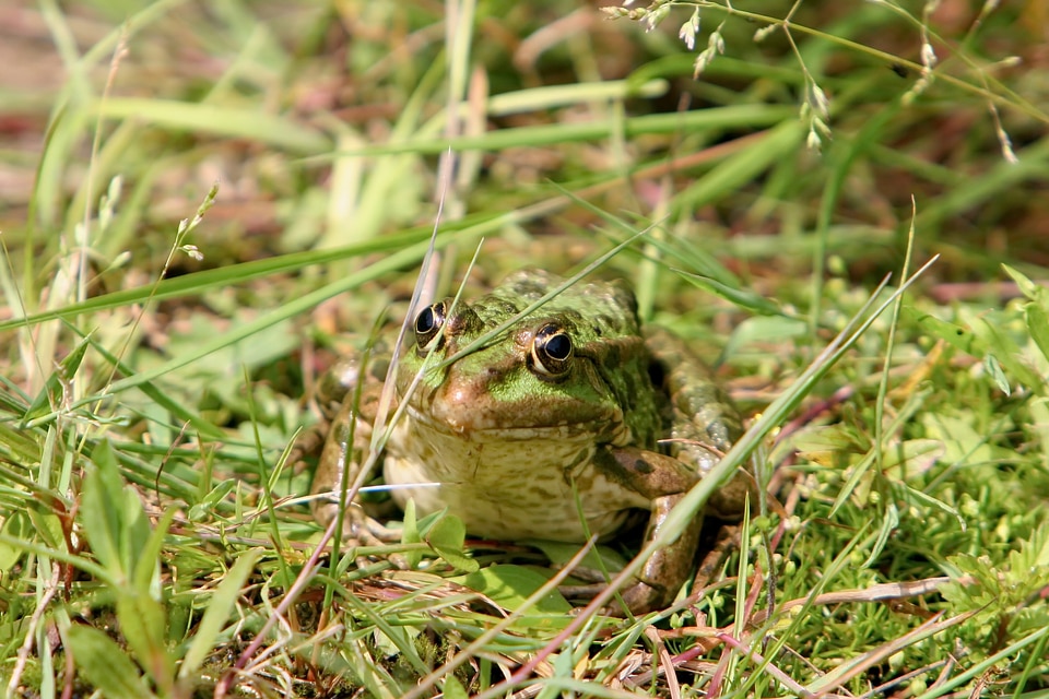 Amphibians nature animal photo