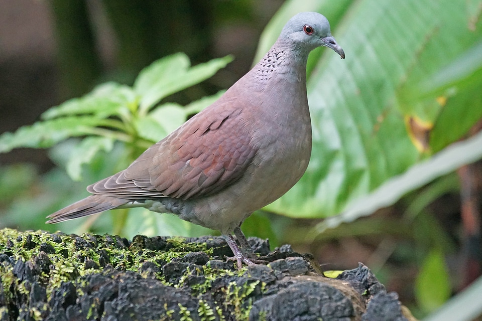 Bird dove turtle dove