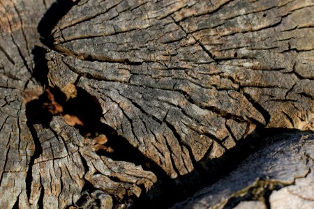 tree trunk wood 08 photo