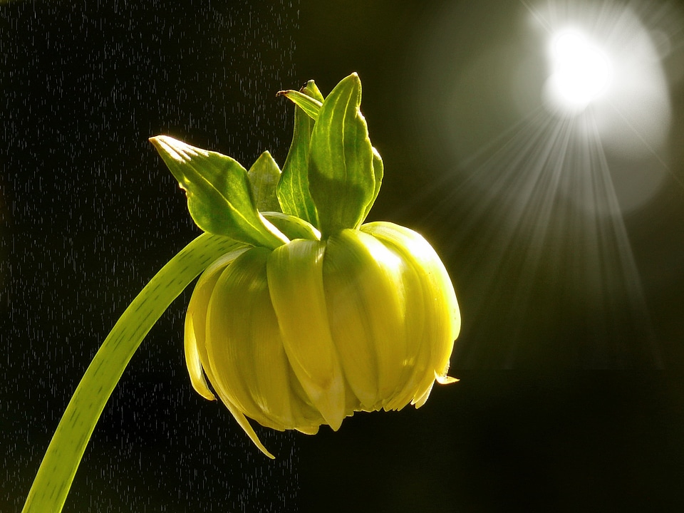 Dahlia plant yellow