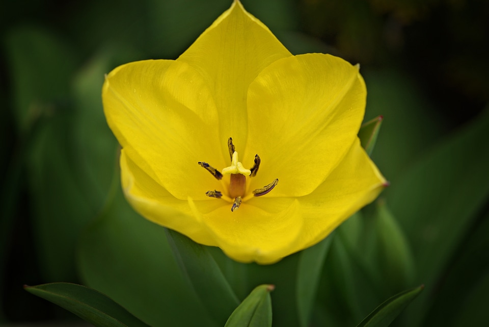 Schnittblume blossom bloom